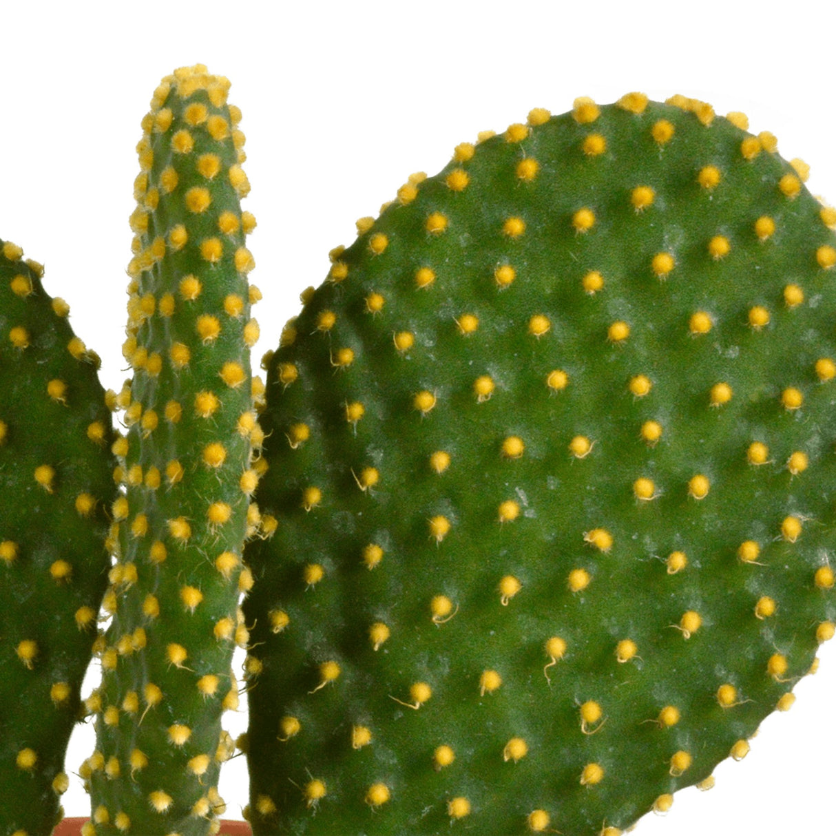 Livraison plante Cactus, box de 3 plantes h27cm