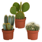 Livraison plante Cactus, box de 3 plantes h27cm