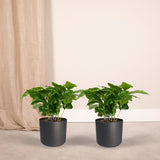 Livraison plante Caféier - Lot de 2