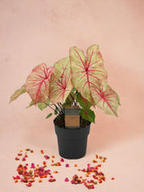 Livraison plante Caladium Autumn Beauty