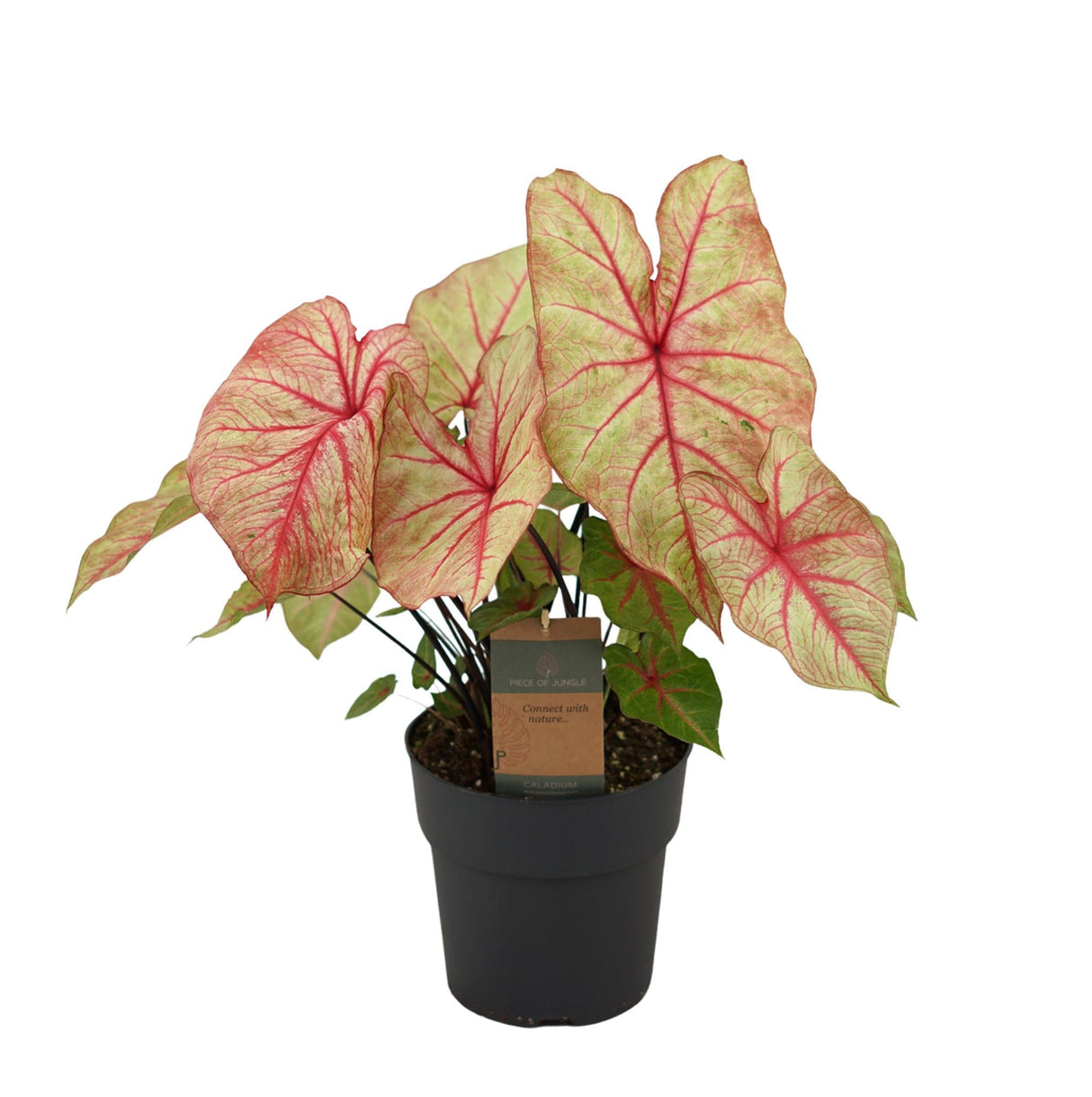 Livraison plante Caladium Autumn Beauty