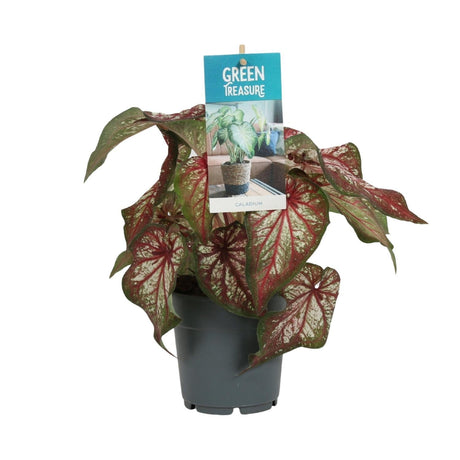 Livraison plante Caladium Bicolor