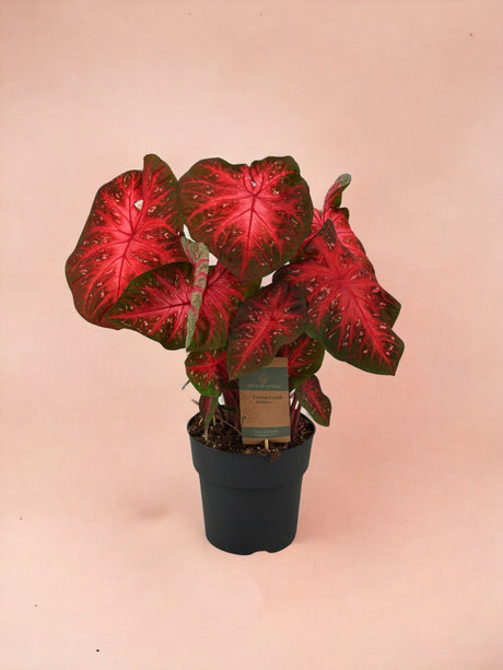 Livraison plante Caladium Red Flash