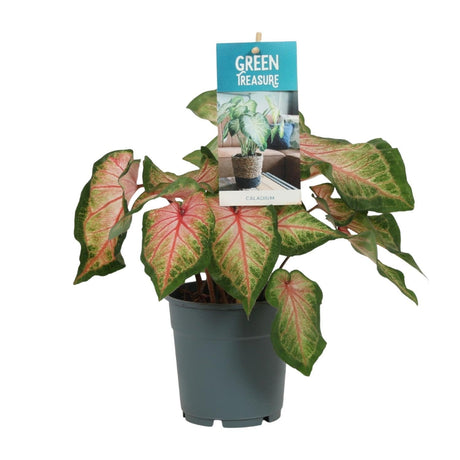 Livraison plante Caladium Rose