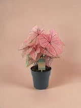 Livraison plante Caladium Spring Fling