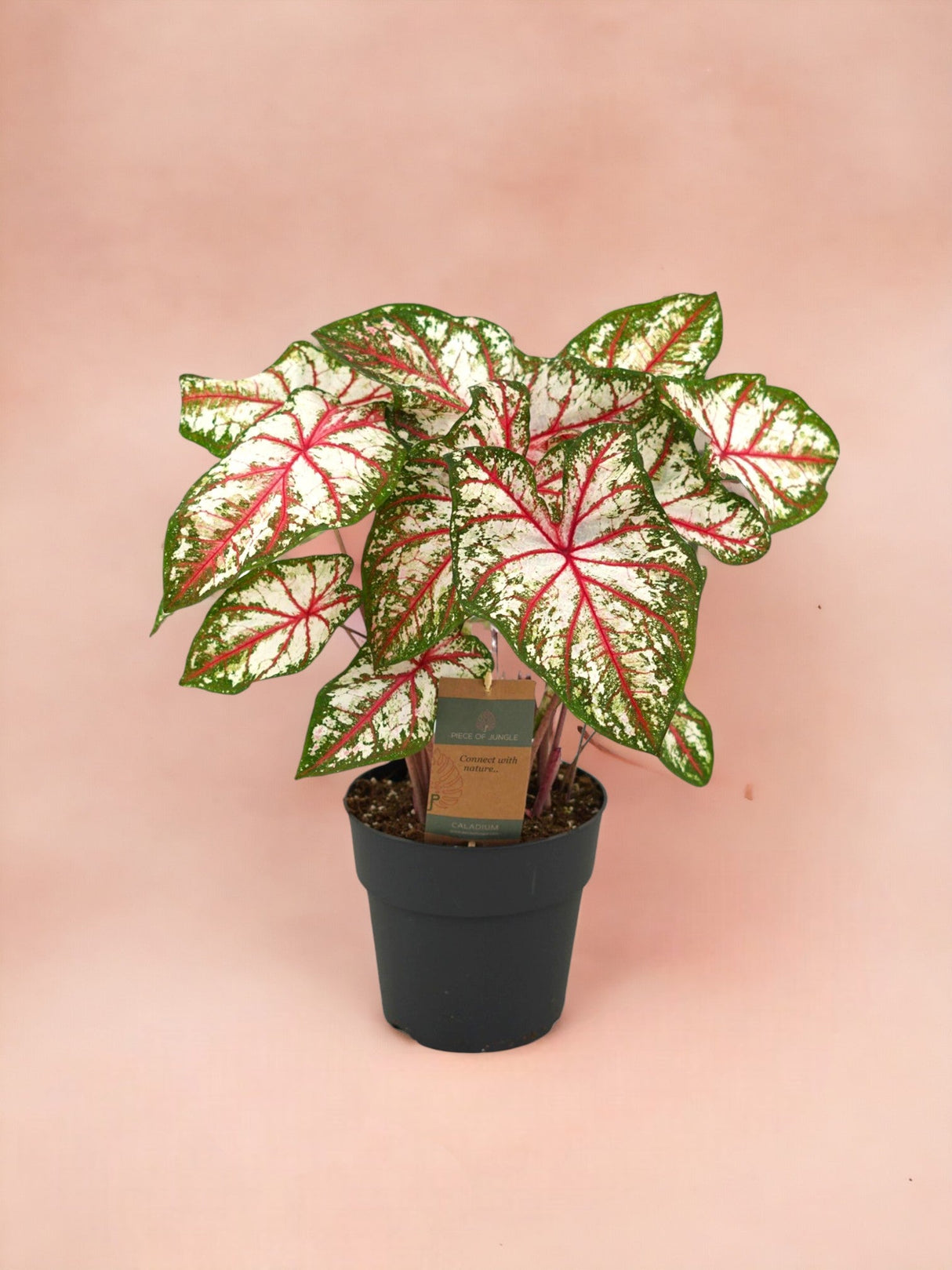 Livraison plante Caladium Tapestry