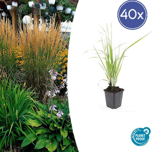 Livraison plante Calamagrostis acutiflora 'Karl Foerster'