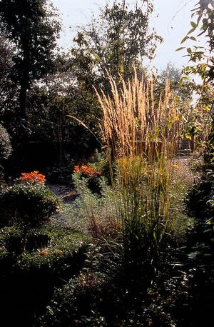 Livraison plante Calamagrostis acutiflora 'Karl Foerster'