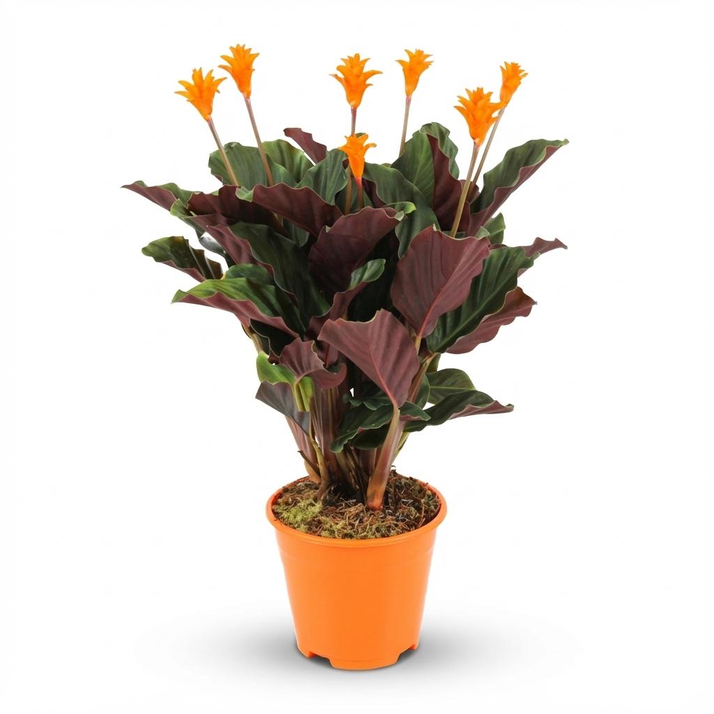 Livraison plante Calathea Crocata