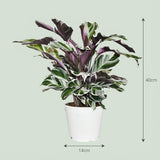 Livraison plante Calathea Fushion White