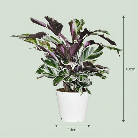 Livraison plante Calathea Fushion White