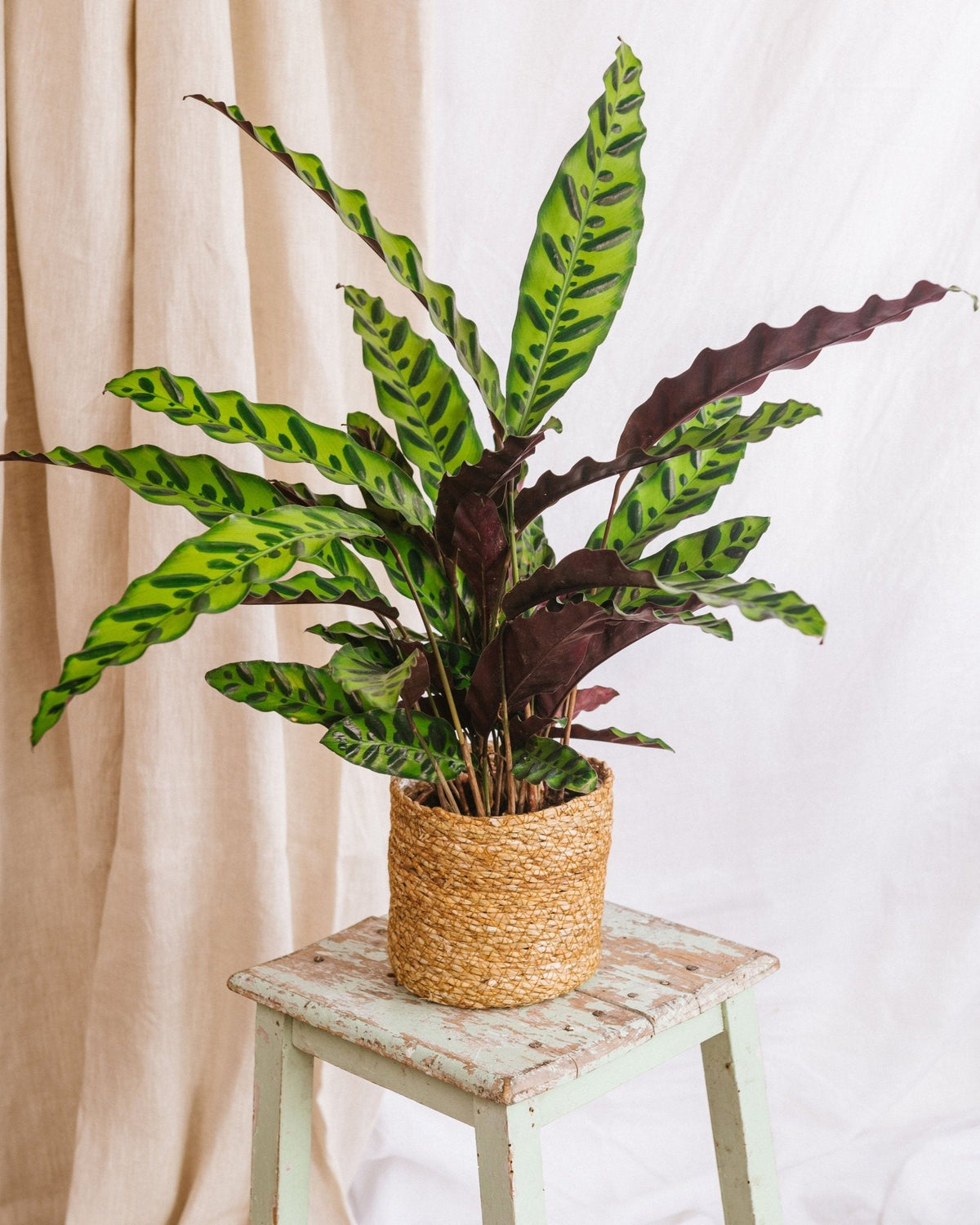 Calathea lancifolia L – Exotische Schönheit und Raumreiniger