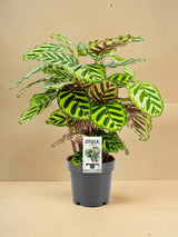 Livraison plante Calathea - Le paon