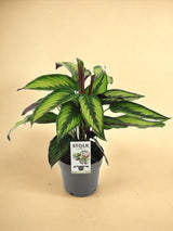 Livraison plante Calathea Majestica Princeps - Ø14cm - ↕45cm