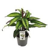 Livraison plante Calathea Majestica Princeps - Ø14cm - ↕45cm