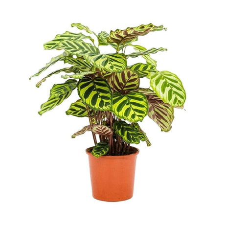 Livraison plante Calathea Makoyana