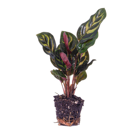 Livraison plante Calathea Makoyana