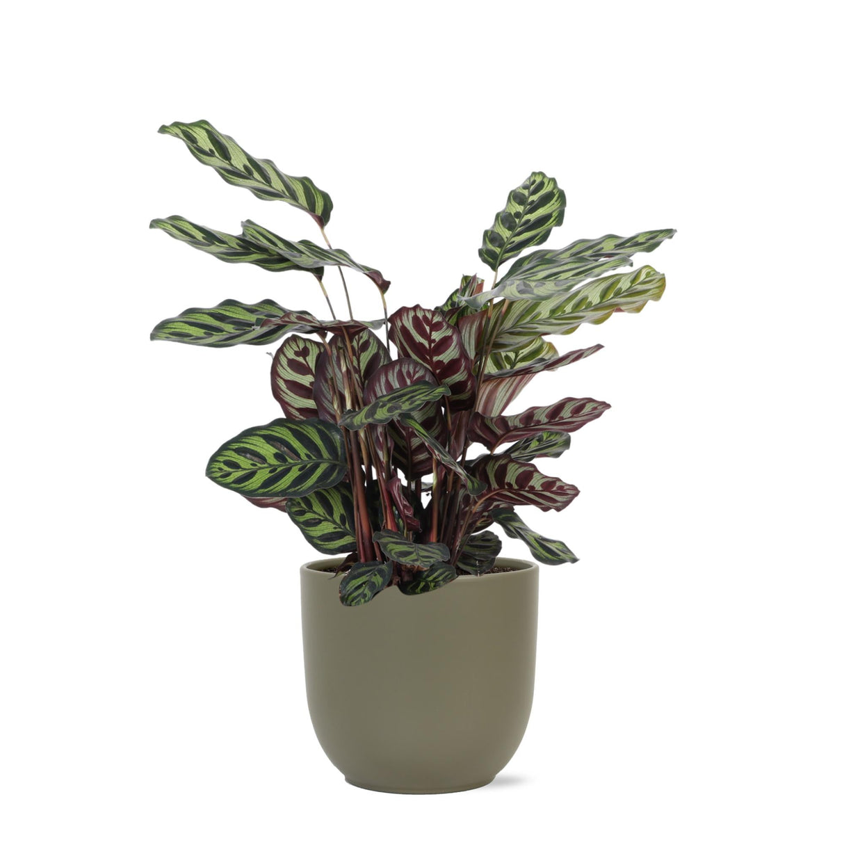 Livraison plante Calathea Makoyana et son pot