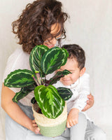 Livraison plante Calathea Medaillon