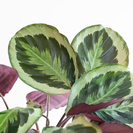 Livraison plante Calathea Medaillon et son pot