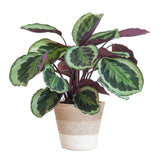 Livraison plante Calathea Medaillon et son pot