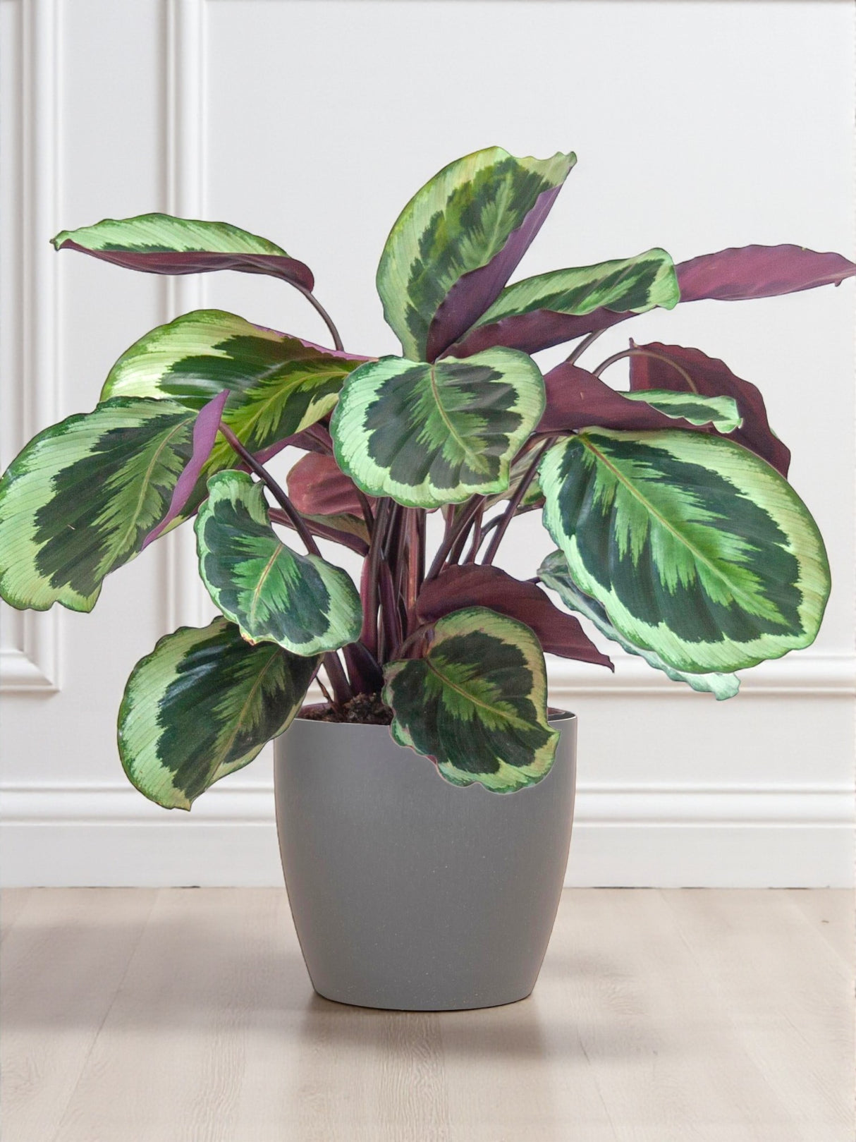 Calathea Medaillon und sein Topf