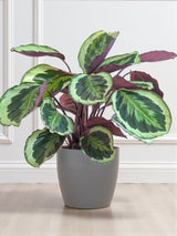 Calathea Medaillon und sein Topf