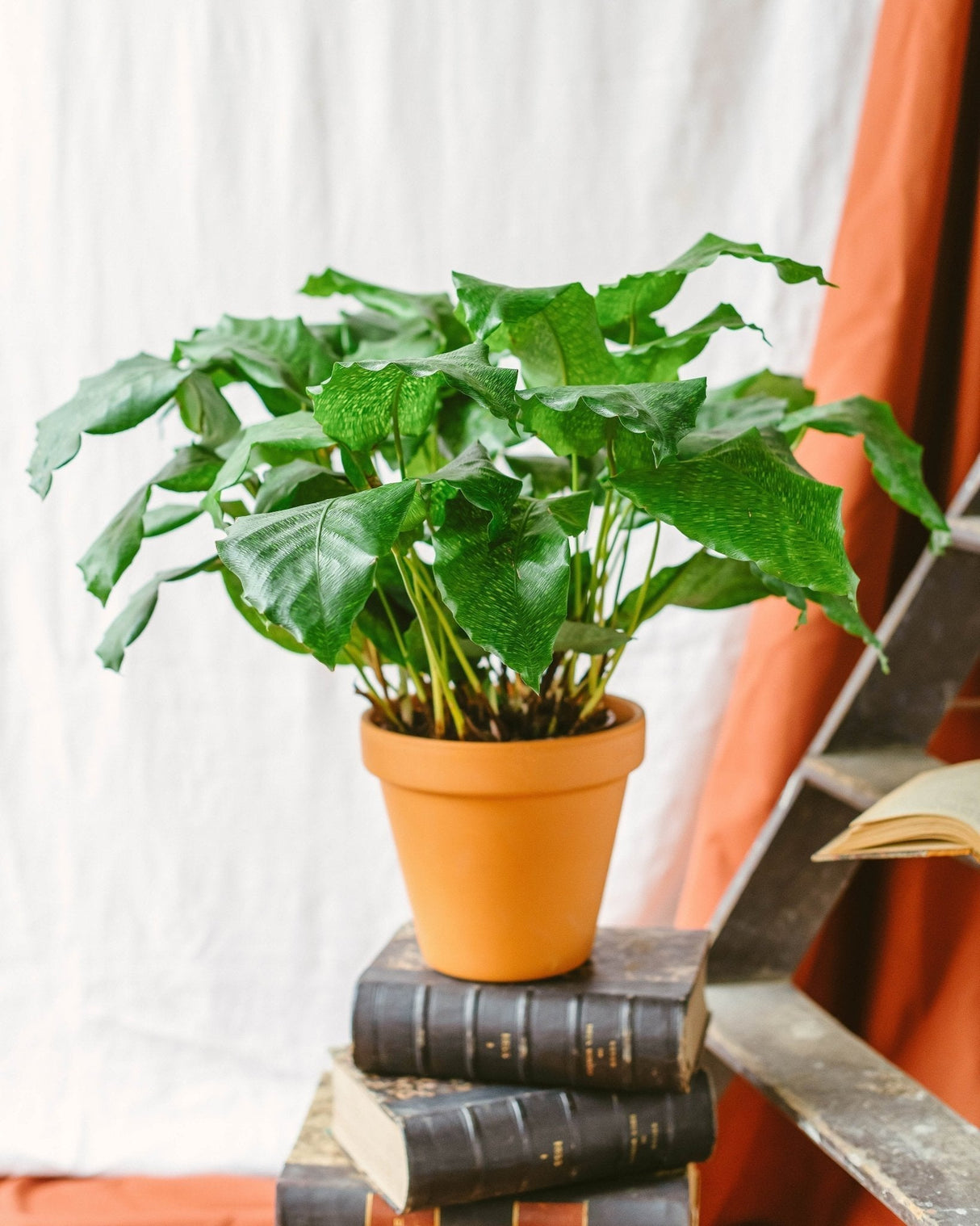 Livraison plante Calathea Network