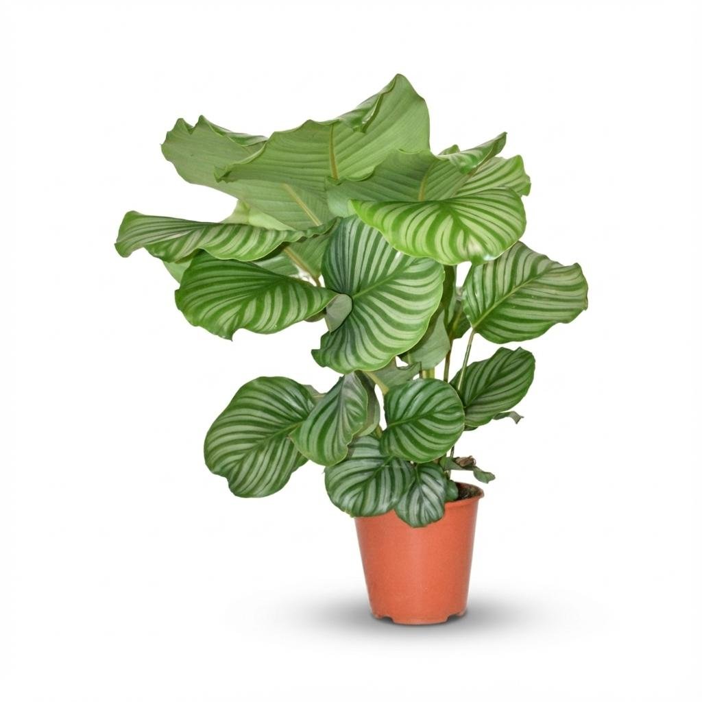 Livraison plante Calathea Orbifolia