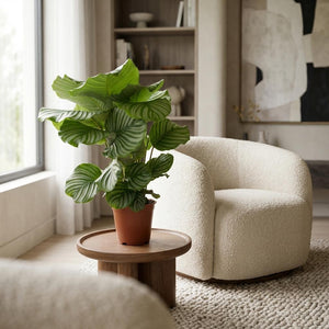 Livraison plante Calathea Orbifolia