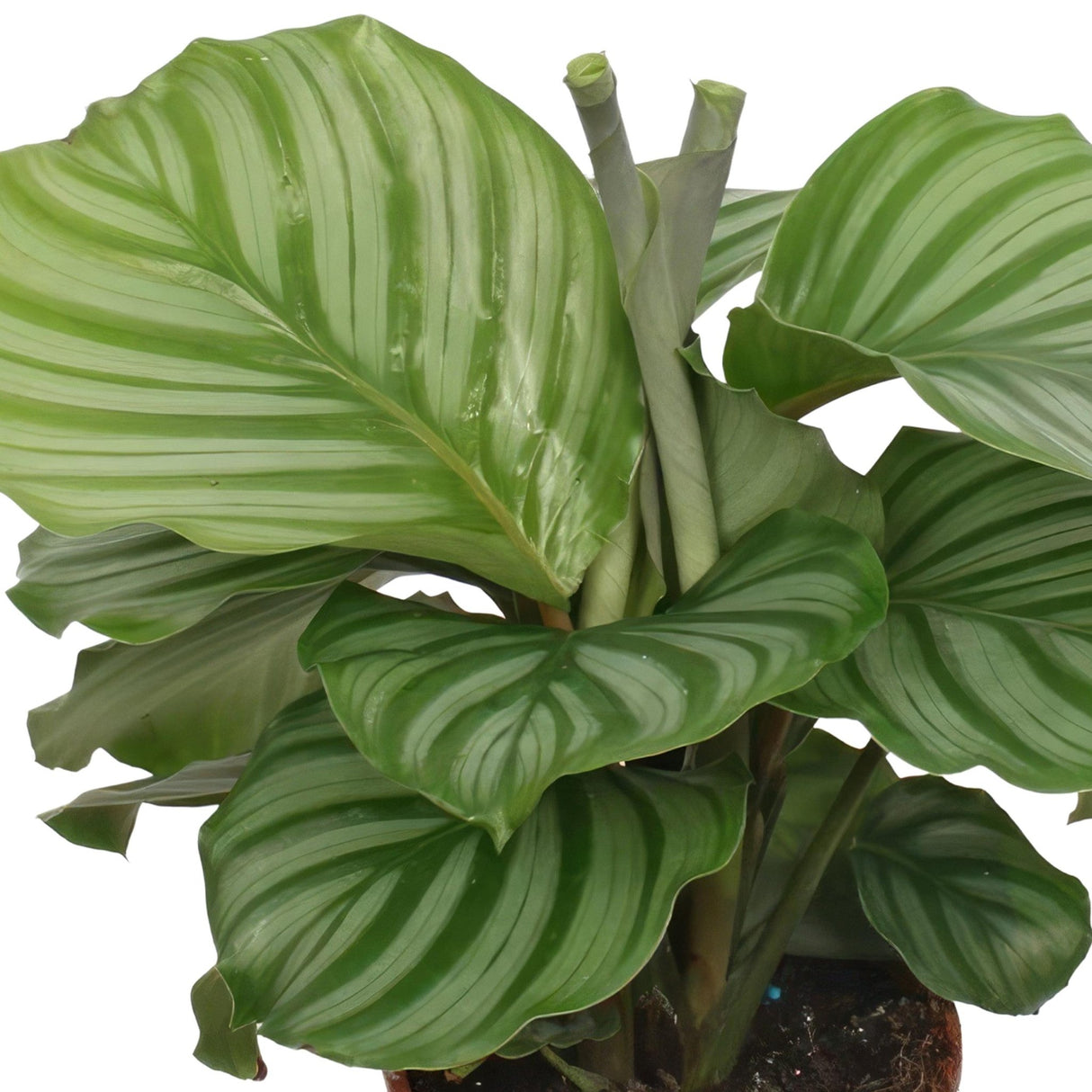 Livraison plante Calathea Orbifolia