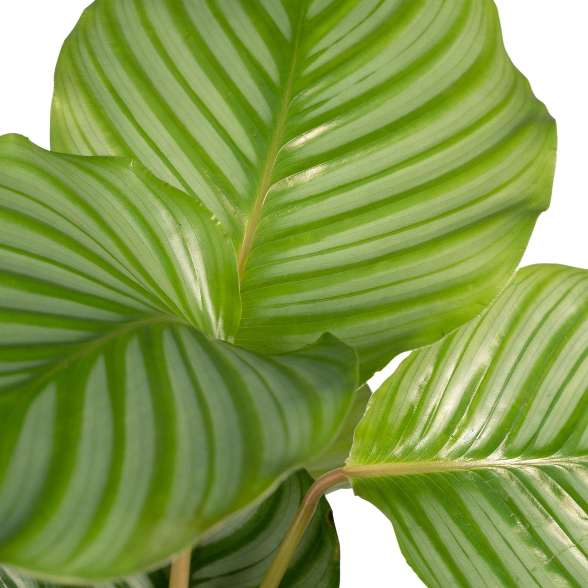 Livraison plante Calathea Orbifolia