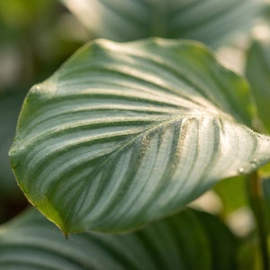 Livraison plante Calathea Orbifolia