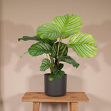 Livraison plante Calathea Orbifolia