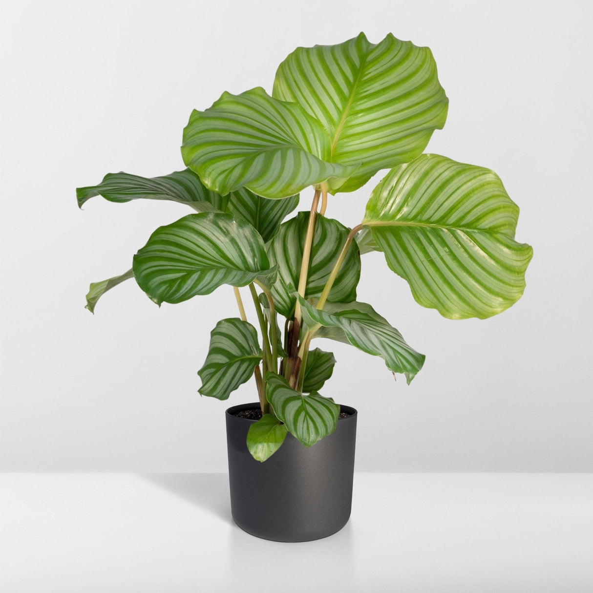 Livraison plante Calathea Orbifolia