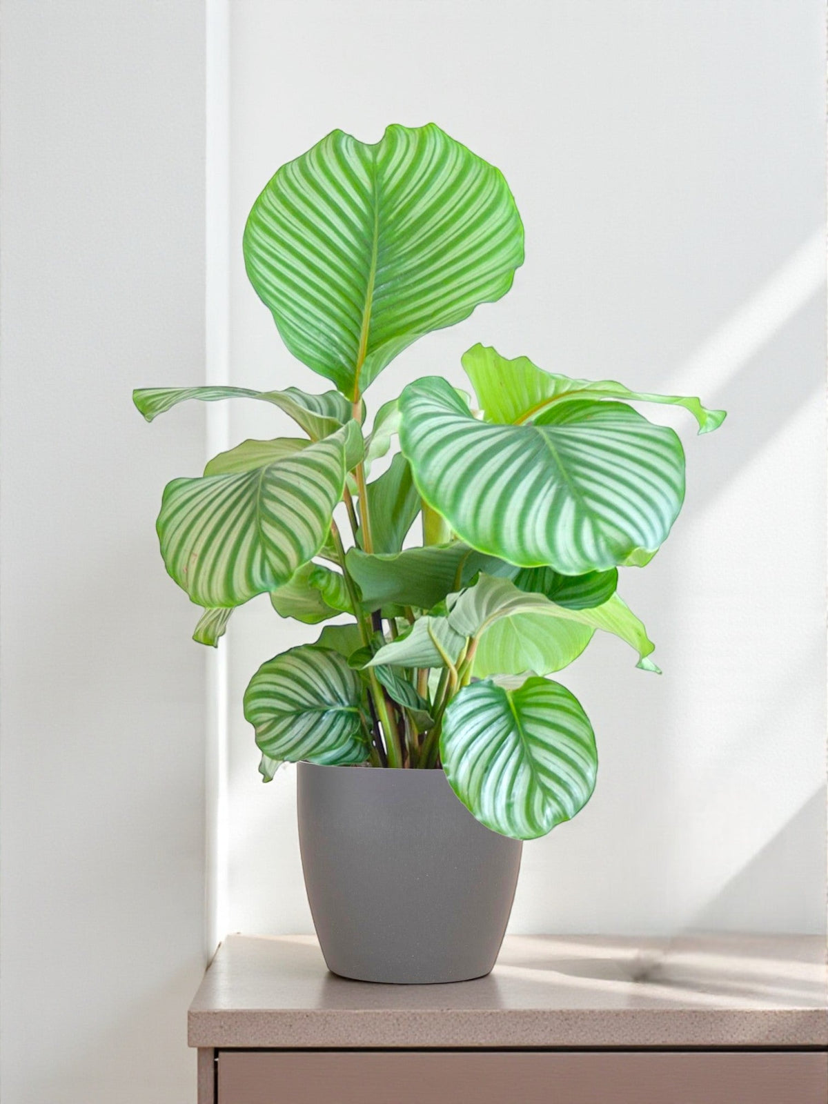 Calathea Orbifolia und ihr Topf – grafische Blätter – The Green Touch