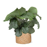 Livraison plante Calathea Orbifolia et son pot