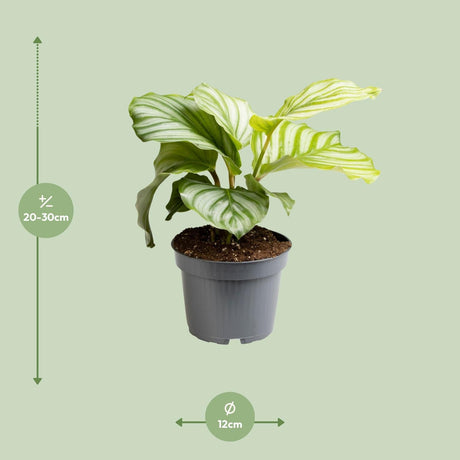 Livraison plante Calathea Orbifolia - Ø12cm - ↕25cm