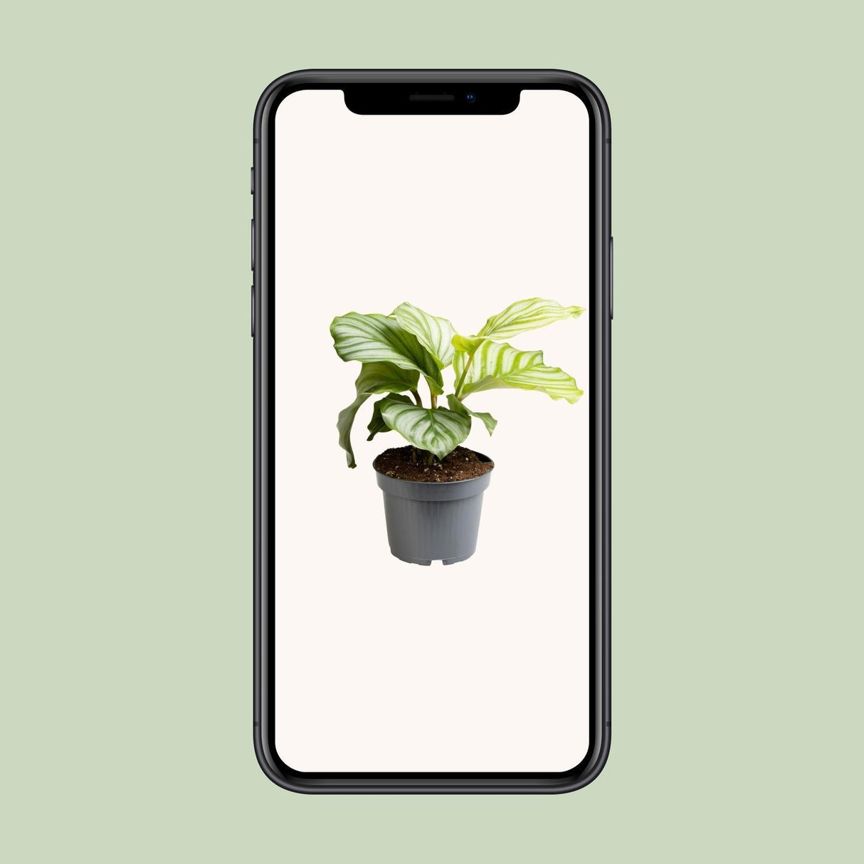 Livraison plante Calathea Orbifolia - Ø12cm - ↕25cm