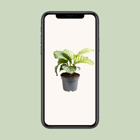 Livraison plante Calathea Orbifolia - Ø12cm - ↕25cm