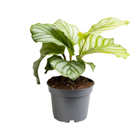Livraison plante Calathea Orbifolia - Ø12cm - ↕25cm