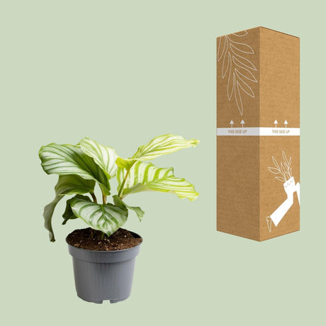 Livraison plante Calathea Orbifolia - Ø12cm - ↕25cm