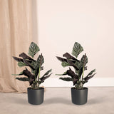 Livraison plante Calathea Ornata - Lot de 2