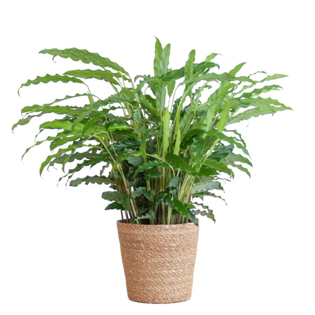 Livraison plante Calathea Rufibarba et son pot