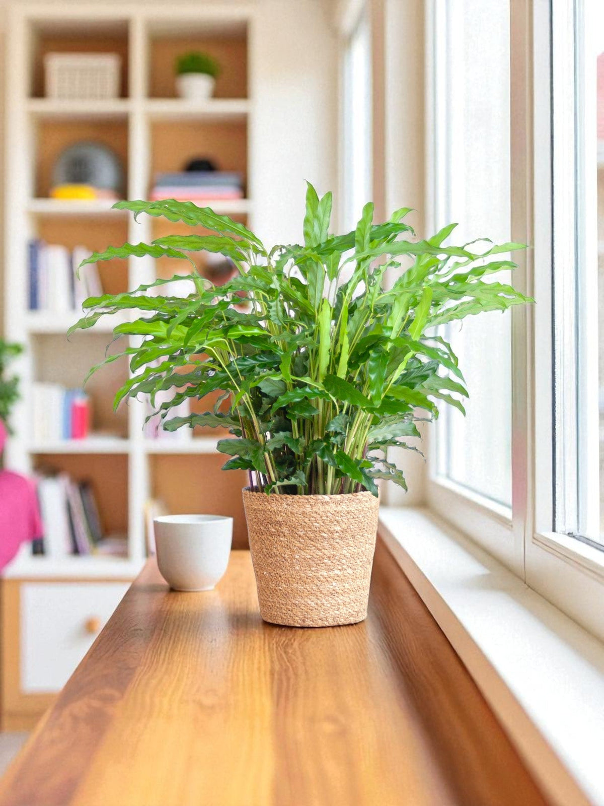 calathea rufibarba giftig Calathea Rufibarba und ihr Topf