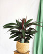 Livraison plante Calathea Stripestar