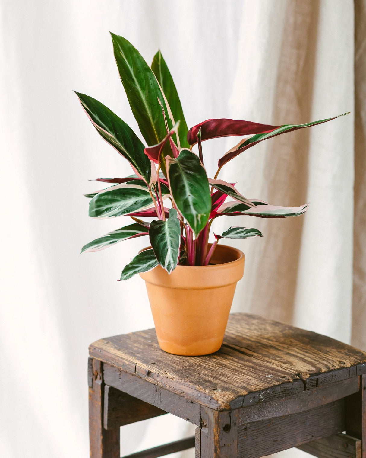 Livraison plante Calathea Triostar M