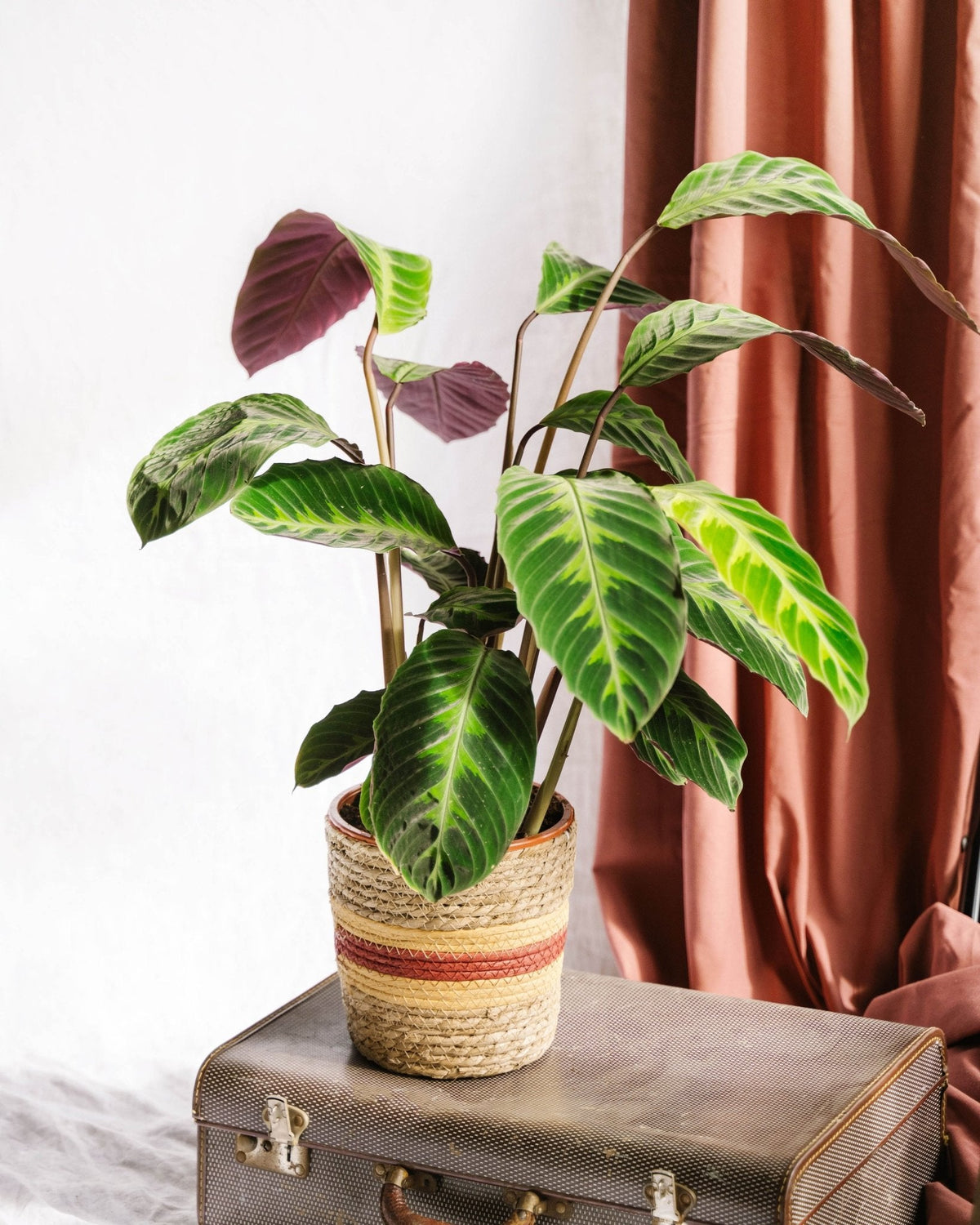 Calathea Warscewiczii: Einzigartige und exotische Zimmerpflanze