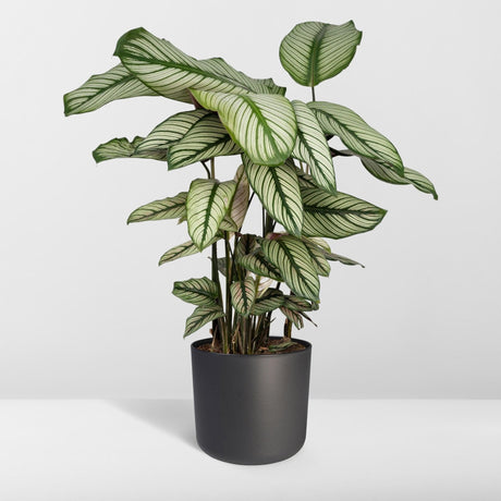 Livraison plante Calathea Whitestar