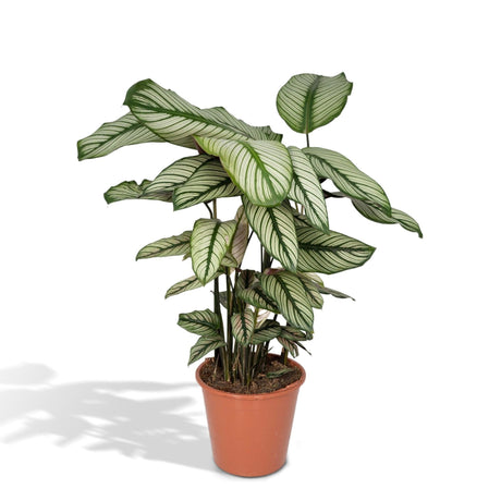 Livraison plante Calathea Whitestar